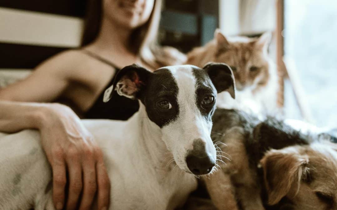 The Best Tech For Pets (And Their Owners)