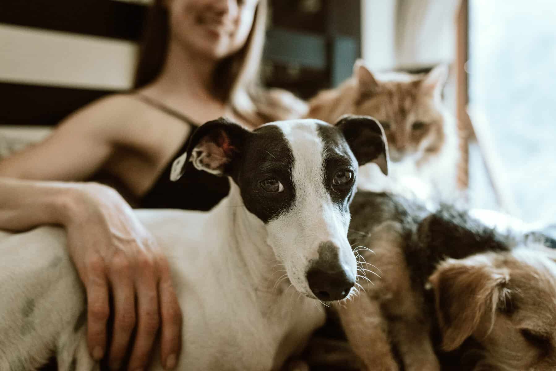 smart pet device